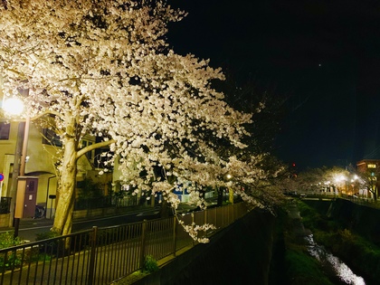 桜の季節限定