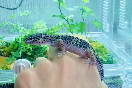 ヒョウモントカゲモドキ　レオパ