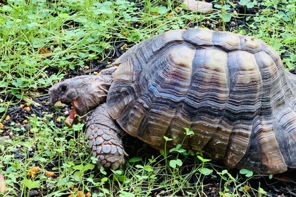 マルギナータリクガメ